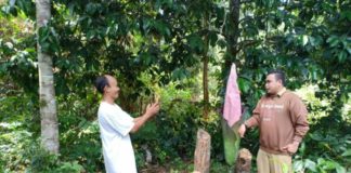 Bunga Terbesar di Dunia Muncul di Sekadau Swafoto: Warga saat berswafoto dengan bunga Rafflesia yang muncul di Dusun Pangkin, Desa Mungguk, Sekada Hilir, Senin (23/7)--Abdu Syukri