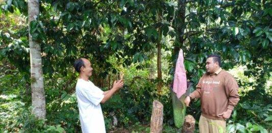 Bunga Terbesar di Dunia Muncul di Sekadau Swafoto: Warga saat berswafoto dengan bunga Rafflesia yang muncul di Dusun Pangkin, Desa Mungguk, Sekada Hilir, Senin (23/7)--Abdu Syukri