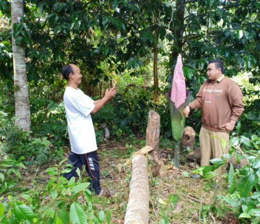 Bunga Terbesar di Dunia Muncul di Sekadau Swafoto: Warga saat berswafoto dengan bunga Rafflesia yang muncul di Dusun Pangkin, Desa Mungguk, Sekada Hilir, Senin (23/7)--Abdu Syukri