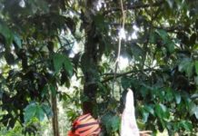 Jadi Viral, Pengunjung Bunga Bangkai Melonjak Foto--Berpose : Dwi Hartejo, salah seorang pengunjung berpose di Bunga Bangkai yang tumbuh di Dusun Pangkin, Selasa (24/7)---warga untuk eQuator.co.id