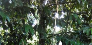 Jadi Viral, Pengunjung Bunga Bangkai Melonjak Foto--Berpose : Dwi Hartejo, salah seorang pengunjung berpose di Bunga Bangkai yang tumbuh di Dusun Pangkin, Selasa (24/7)---warga untuk eQuator.co.id