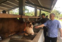 Hotel Sapi di Hutan Jati