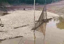 Heboh Jutaan Ikan Mati di Sungai Kenelang