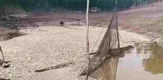 Heboh Jutaan Ikan Mati di Sungai Kenelang