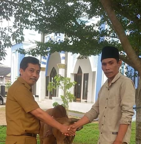 10 Sapi dan 12 Kambing Kurban Disalurkan ke Masjid, Surau dan Ponpes