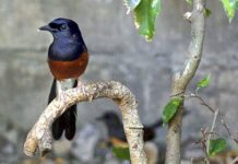 Murai Batu, Cucak Rawa, Anis Merah, Dilindungi