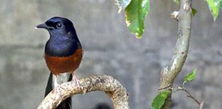 Murai Batu, Cucak Rawa, Anis Merah, Dilindungi