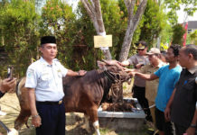 Pemkab Sekadau Kurban 7 Sapi
