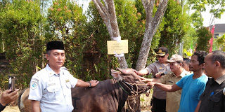 Pemkab Sekadau Kurban 7 Sapi