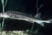 Perang Dagang Sampai ke Caviar