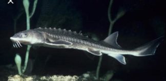 Perang Dagang Sampai ke Caviar