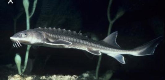 Perang Dagang Sampai ke Caviar