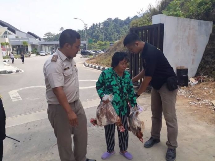 TOLAK UNGGAS MASUK. Stasiun Karantina Pertanian Entikong menolak masuknya 4 ekor ayam yang dibawa oleh seorang pelintas batas, Sabtu (11/8). Penolakan ini disaksikan pihak Bea Cukai dan sekuriti PLBN Entikong. FB Badan Karantina Pertanian