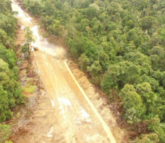 Pembukaan Hutan di KEE Putus Jalur Jelajah Satwa Foto: dokumen Aidenvironment