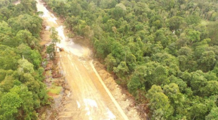 Pembukaan Hutan di KEE Putus Jalur Jelajah Satwa Foto: dokumen Aidenvironment