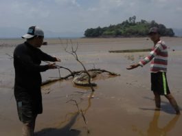 BUAYA. Tampak seekor buaya Sinyulong terjebak di bawah batang dan kubangan lumpur di Danau Sentarum surut, tepatnya daerah Pulau Melayu Kecamatan Batang Lupar (Lanjak) Minggu (19/8). Warga for RK