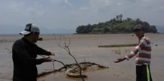 Buaya Muncul di Danau Sentarum BUAYA. Tampak seekor buaya Sinyulong terjebak di bawah batang dan kubangan lumpur di Danau Sentarum surut, tepatnya daerah Pulau Melayu Kecamatan Batang Lupar (Lanjak) Minggu (19/8). Warga for RK