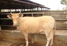 Hewan Kurban Harus Sehat dan Sesuai Syariat Ilustrasi. Net