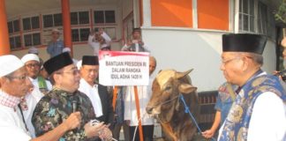 Dilengkapi Bumbu Masak hingga Sapi Mengamuk KURBAN JOKOWI. Dodi Riyamadji menyerahkan hewan kurban milik Presiden RI Joko Widodo berupa sapi limosin kepada Sutarmidji di lokasi Salat Id Jalan Rahadi Oesman, Pontianak, Rabu (22/8). Maulidi Murni-RK