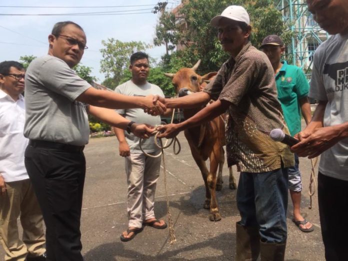 KURBAN. Slamet Sutantyo menerima dua ekor sapi dari pedagang di halaman Kanwil DJP Kalbar untuk diserahkan kepada yang membutuhkan, Kamis (23/8). Nova Sari-RK