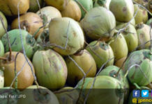 Harga Kelapa Anjlok, Petani Kelapa Melesu