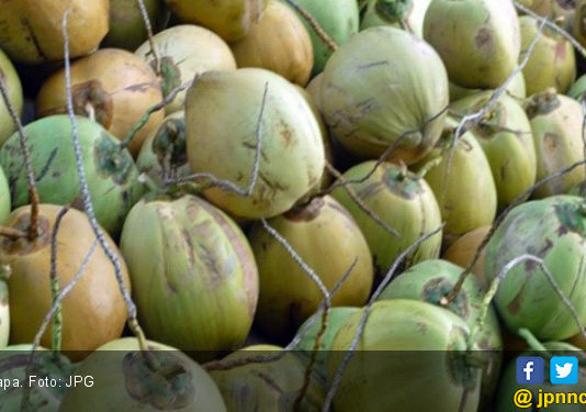 Harga Kelapa Anjlok, Petani Kelapa Melesu