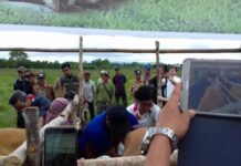 Dukung Program Nasional Swasembada Daging