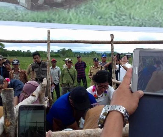 Dukung Program Nasional Swasembada Daging