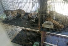 Polda Gagalkan Penjualan 4 Ekor Kucing Hutan