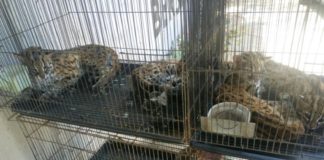 Perdagangan Ilegal Kucing Hutan Terbongkar