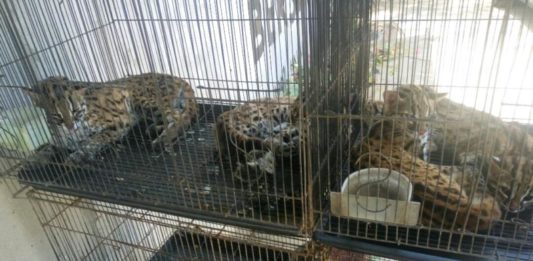 Polda Gagalkan Penjualan 4 Ekor Kucing Hutan