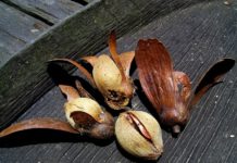 Desak Cabut Larangan Ekspor Tengkawang