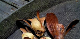 Desak Cabut Larangan Ekspor Tengkawang