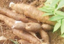 Ubi Kayu Dilirik PT. Bogasari Ilustrasi