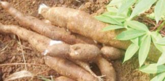 Ubi Kayu Dilirik PT. Bogasari Ilustrasi