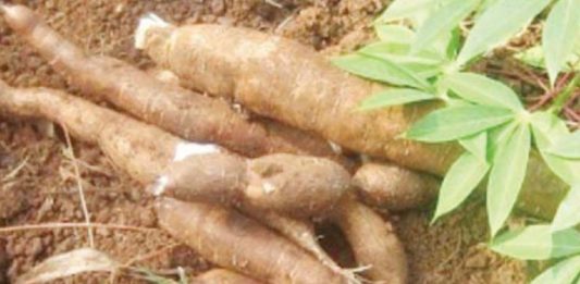 Ubi Kayu Dilirik PT. Bogasari Ilustrasi