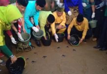Lindungi Penyu, Laut Terjaga