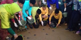 Lindungi Penyu, Laut Terjaga