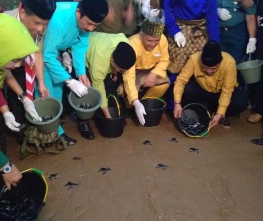 Lindungi Penyu, Laut Terjaga