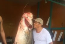 Sungai Mempawah Kaya, Nelayan Tangkap Ikan Tapah 90 Kg