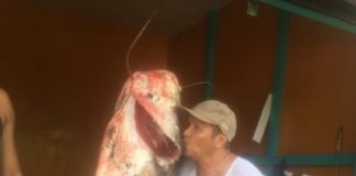 Sungai Mempawah Kaya, Nelayan Tangkap Ikan Tapah 90 Kg