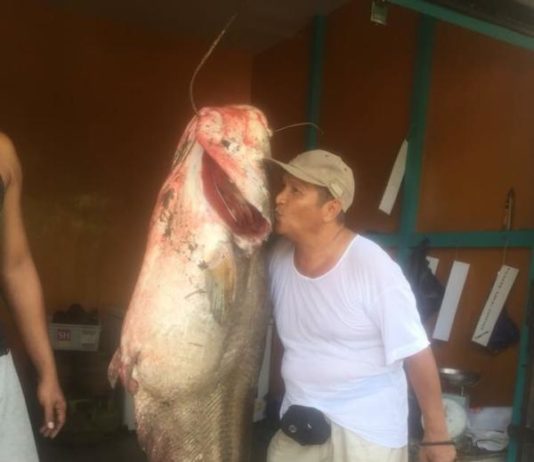 Sungai Mempawah Kaya, Nelayan Tangkap Ikan Tapah 90 Kg