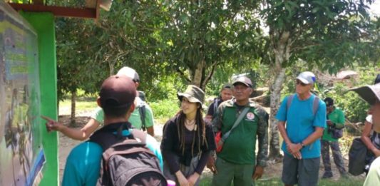 Turis Asing Berburu Foto Orangutan di Alam Liar