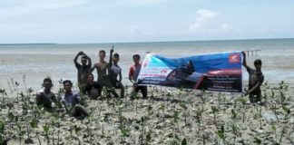 Tanam 1000 Mangrove di MMP