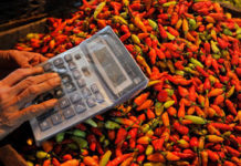 Panen Cabai di Menyabo, Sanggau, Lumayan Oke Produksinya, Yok Buka Peluang Ekspor ke Malaysia