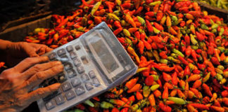 Panen Cabai di Menyabo, Sanggau, Lumayan Oke Produksinya, Yok Buka Peluang Ekspor ke Malaysia