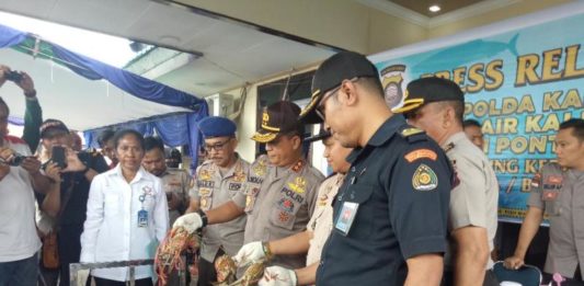 Miliaran Calon Kepiting Baru Terselamatkan