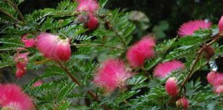 Kaliandra Potensi Dongkrak Ekonomi Desa