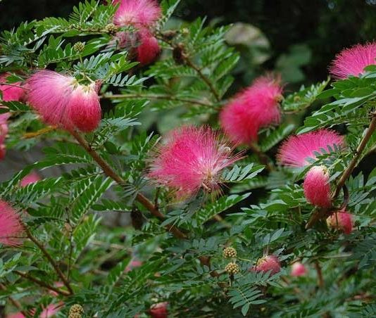 Kaliandra Potensi Dongkrak Ekonomi Desa