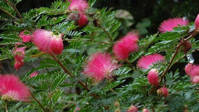 Kaliandra Potensi Dongkrak Ekonomi Desa